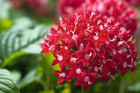 Pentas Lanceolata Flower Seeds – Heirloom Non-GMO Seeds for Pollinator-Friendly and Tropical Garden Planting - Lanceolata for planting in home garden